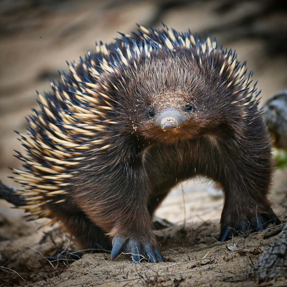a porcupine is standing on the ground