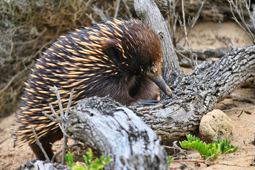 a porcupine walking on the ground near a tree