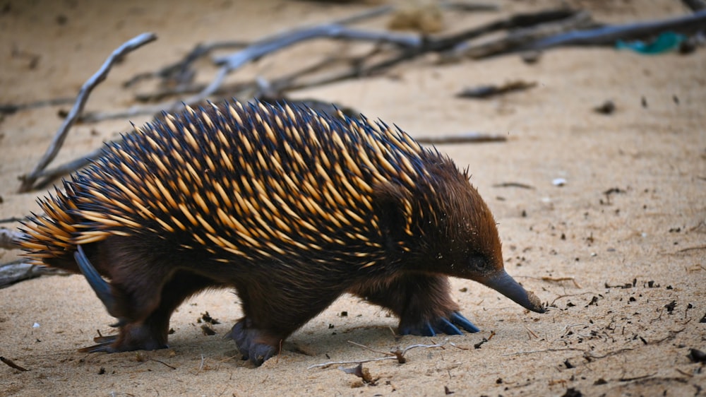 a porcupine walking across a sandy area