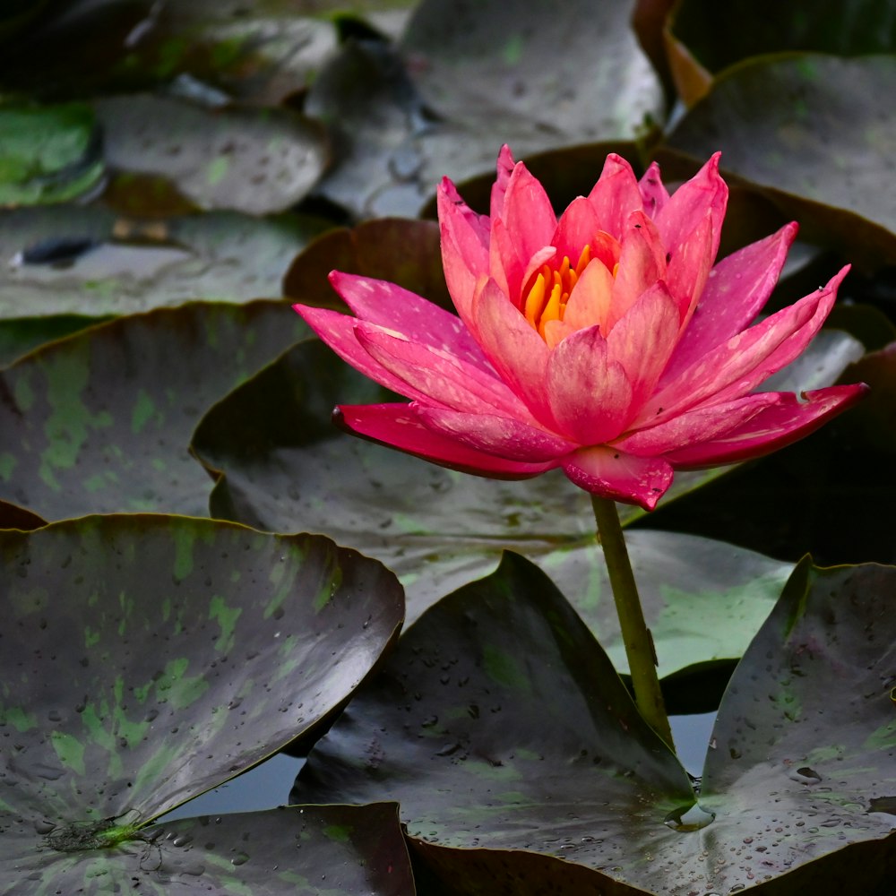a pink water lily blooming in a pond