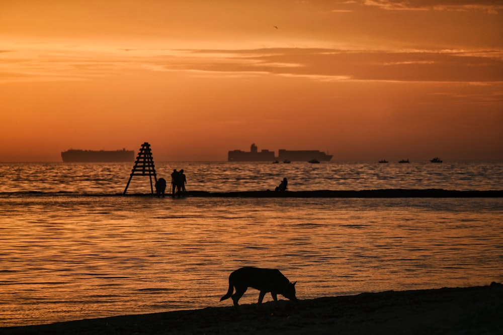 a cow grazing on the beach at sunset