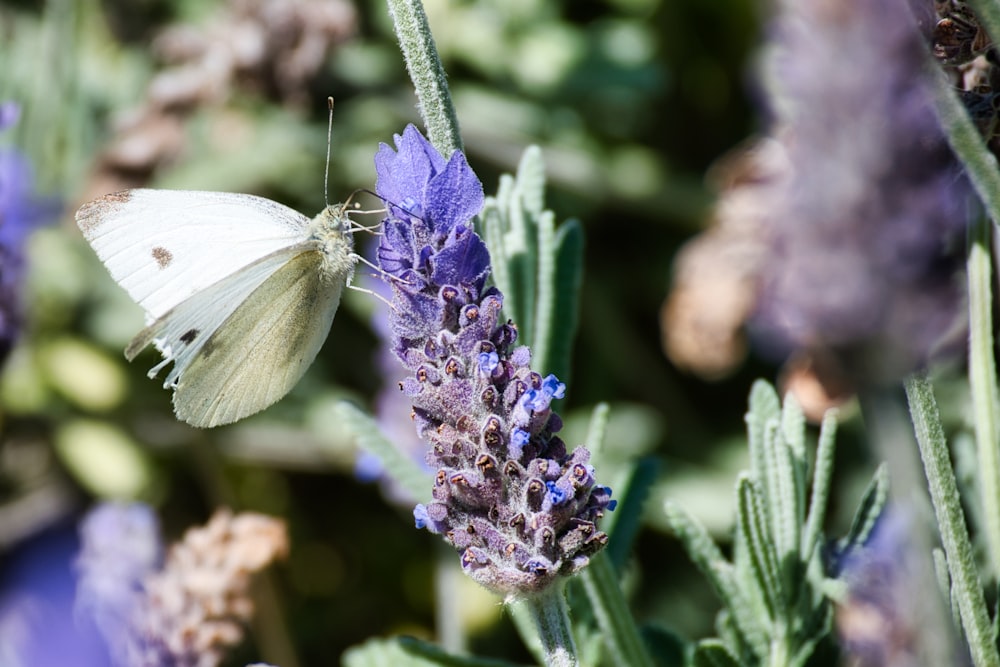 a white butterfly sitting on a purple flower