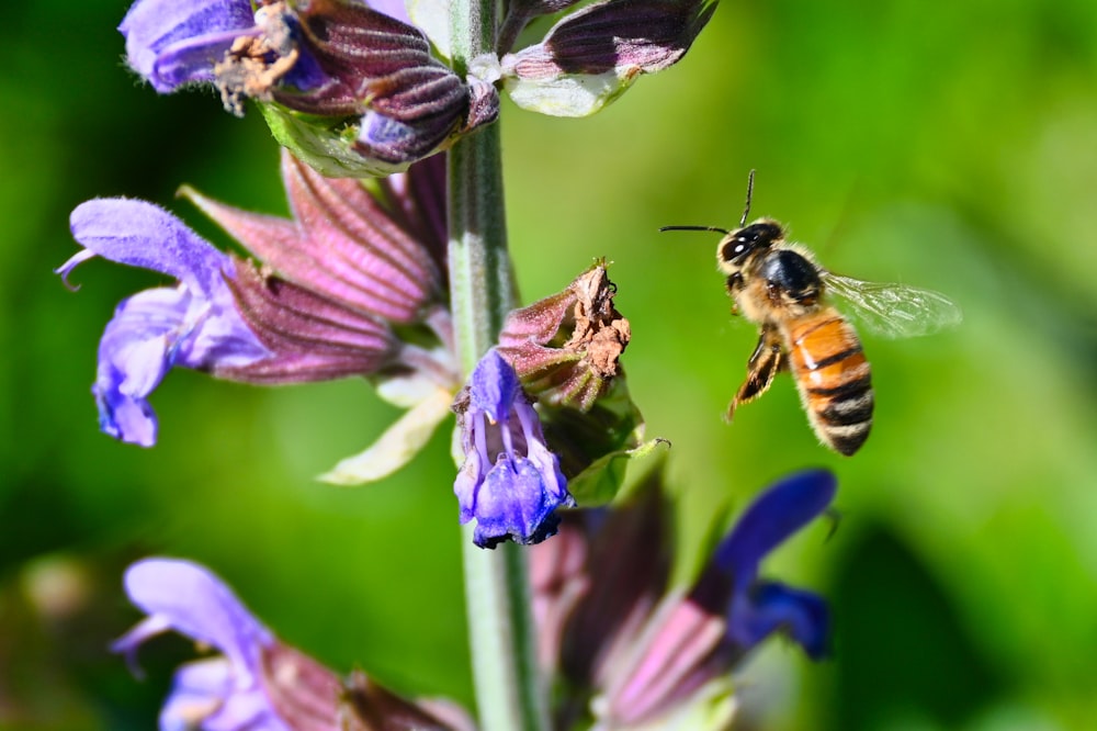 a couple of bees flying around a purple flower