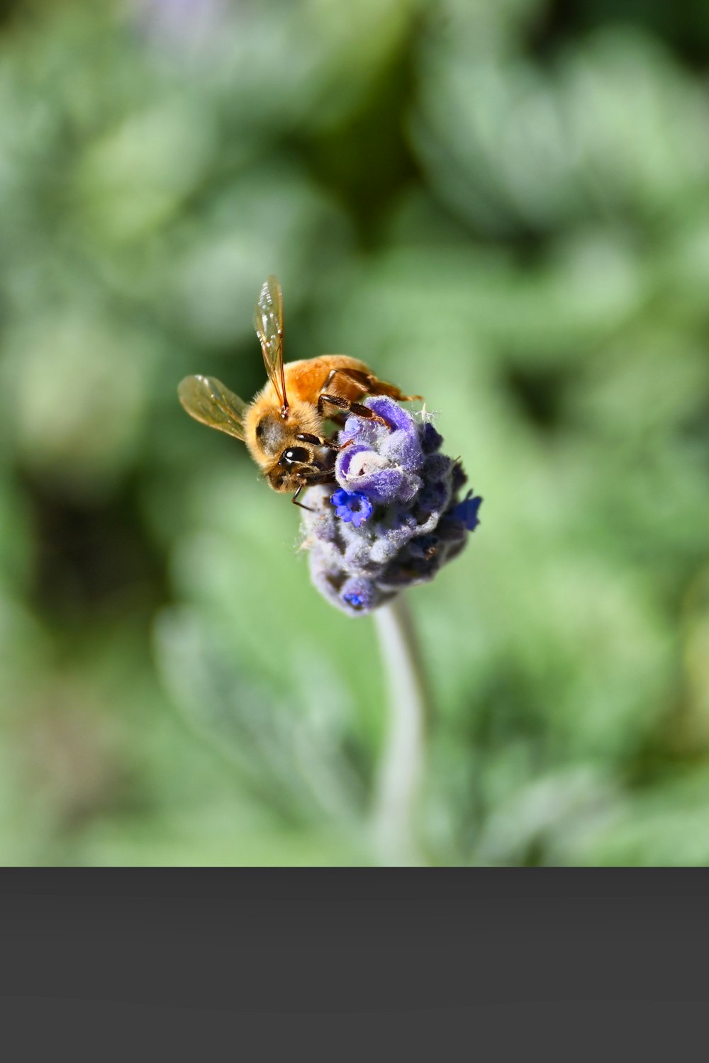 a close up of a bee on a flower