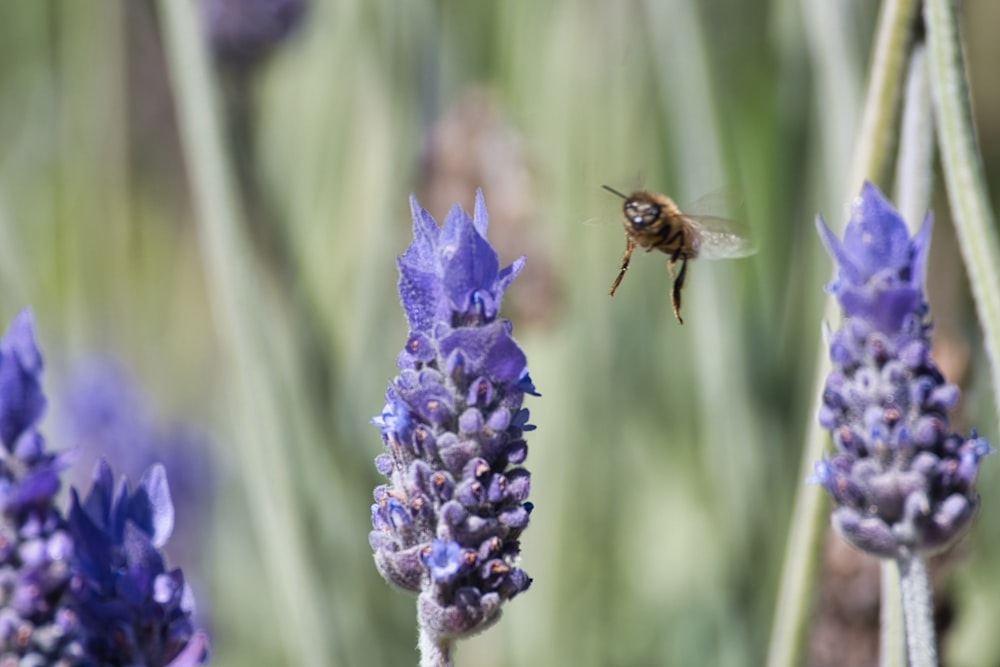 a bee flying over a bunch of purple flowers