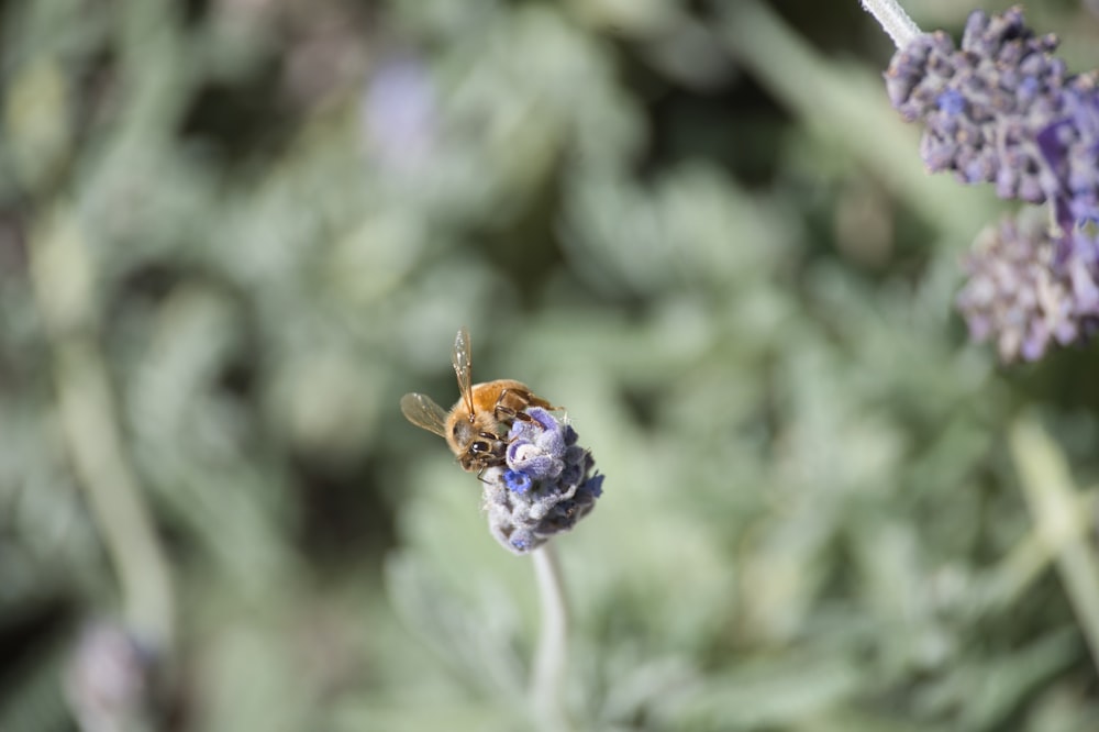 a close up of a bee on a flower