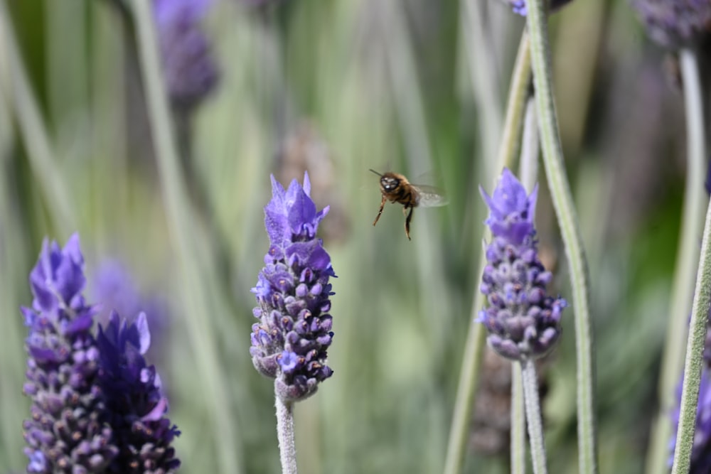 a bee flying over a bunch of purple flowers