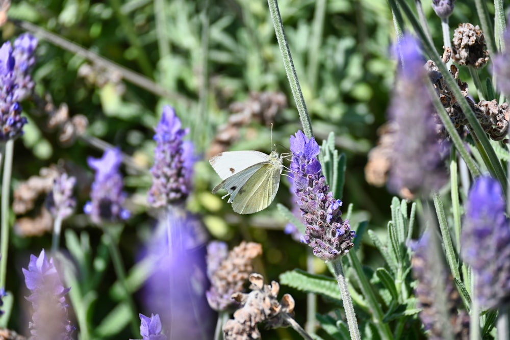 a white butterfly sitting on top of a purple flower