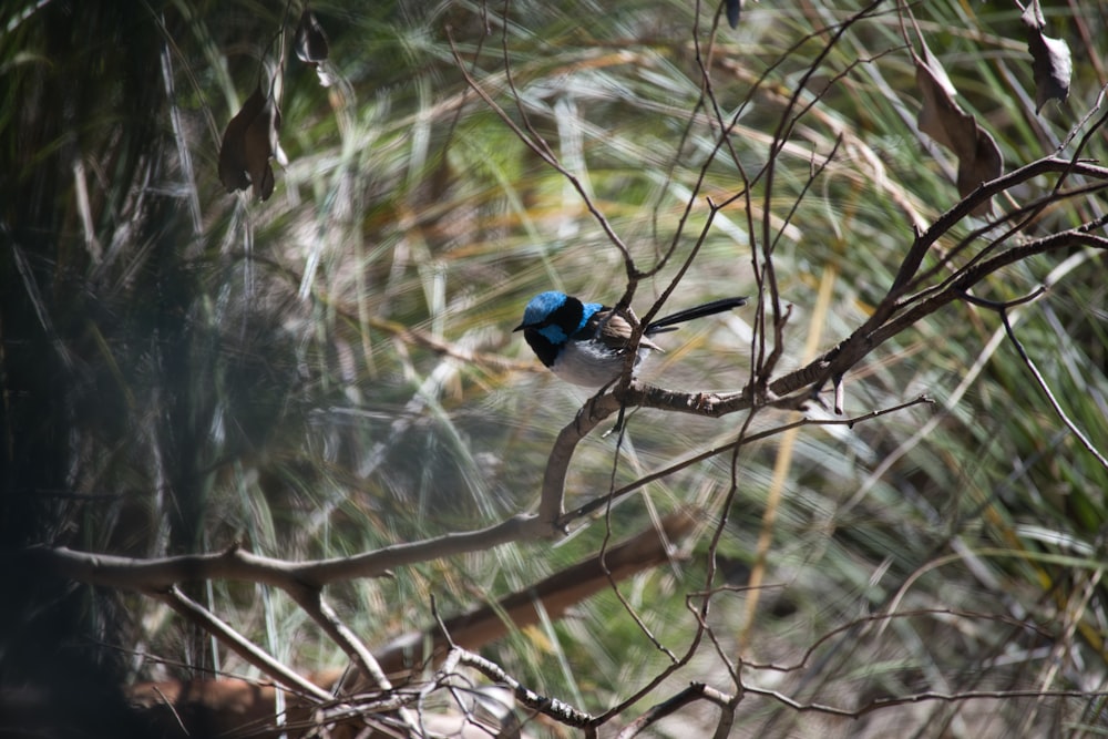 a small blue bird perched on a tree branch