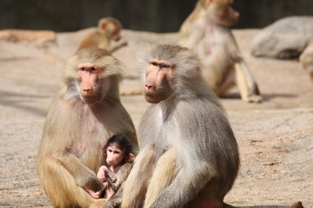 a group of monkeys sitting on top of a rock