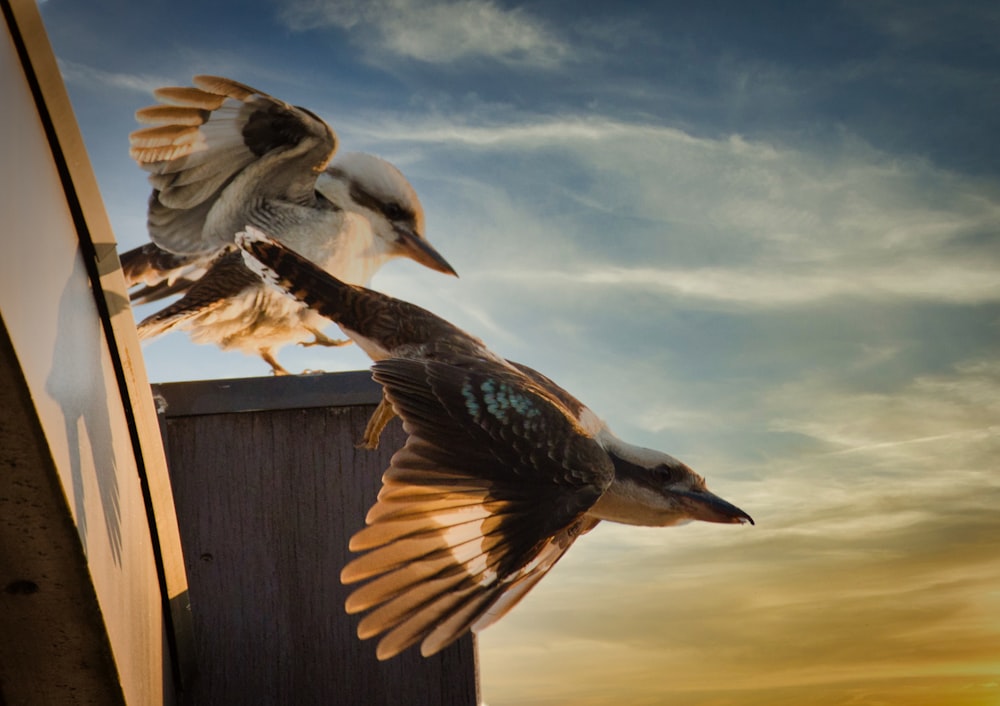 空中を飛んでいる鳥のカップル