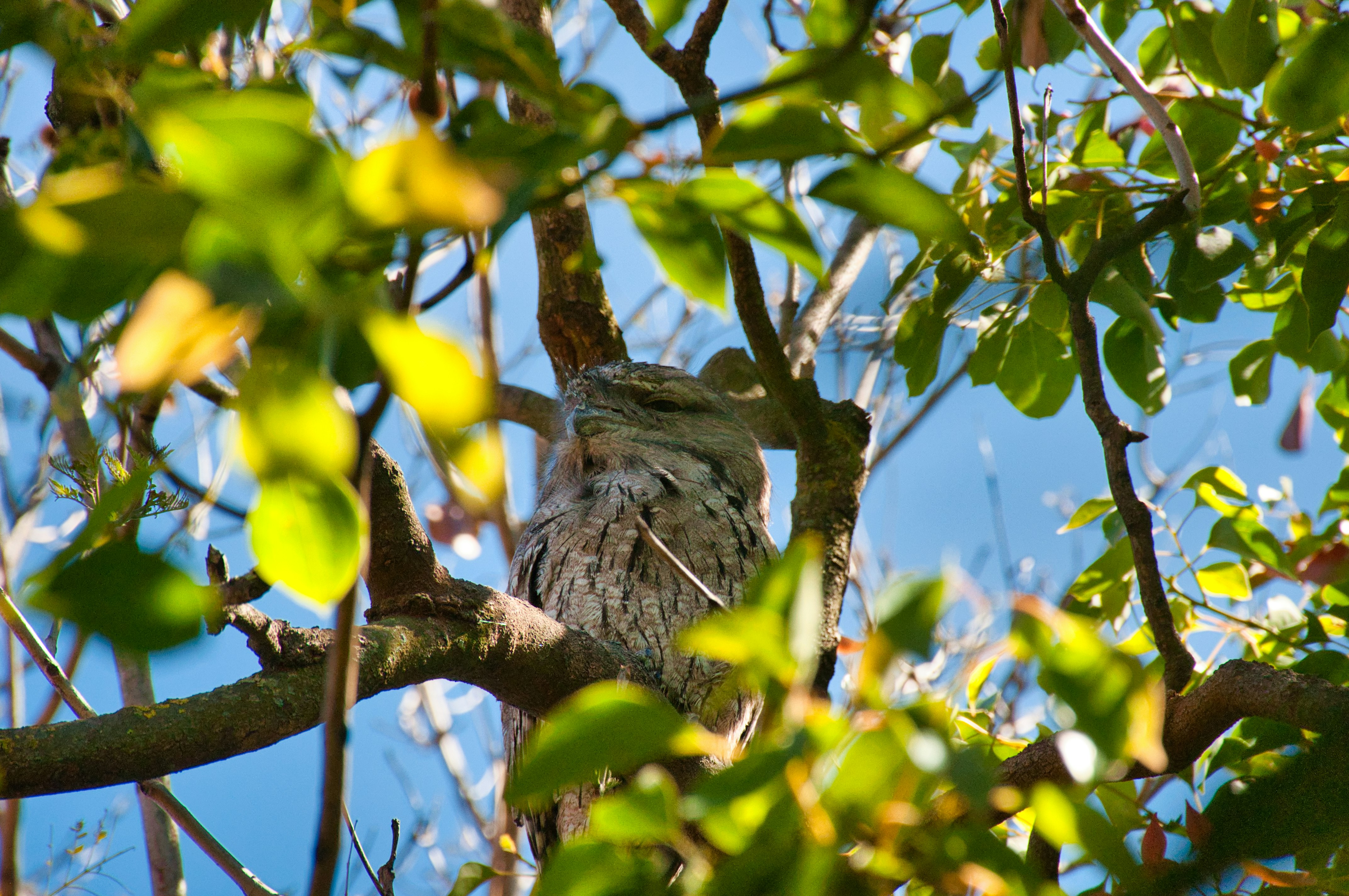 Tawny frogmouth owl in a suburban garden