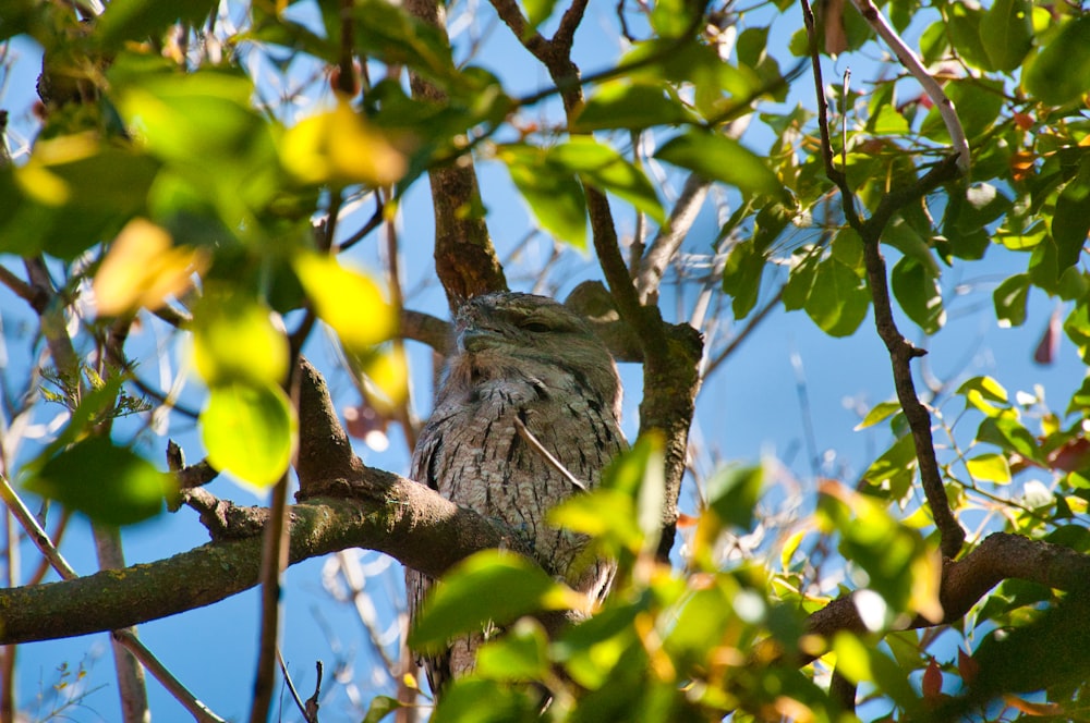 a bird sitting in a tree with leaves