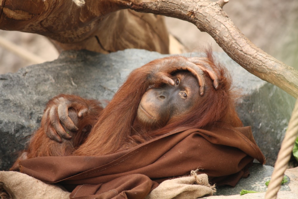 an orangutan is wrapped up in a blanket