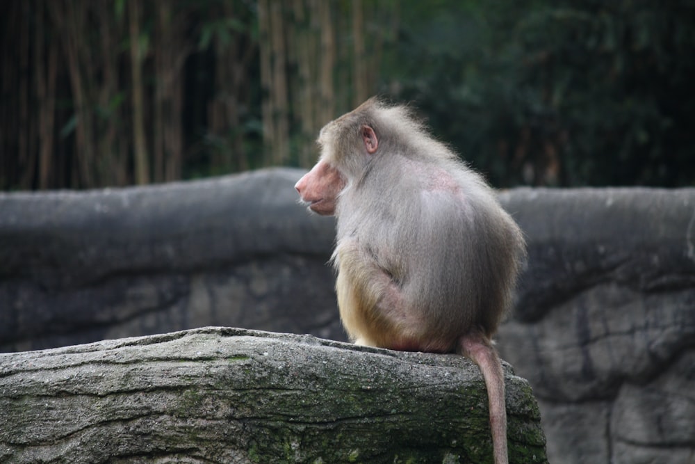 um macaco sentado em cima de um galho de árvore