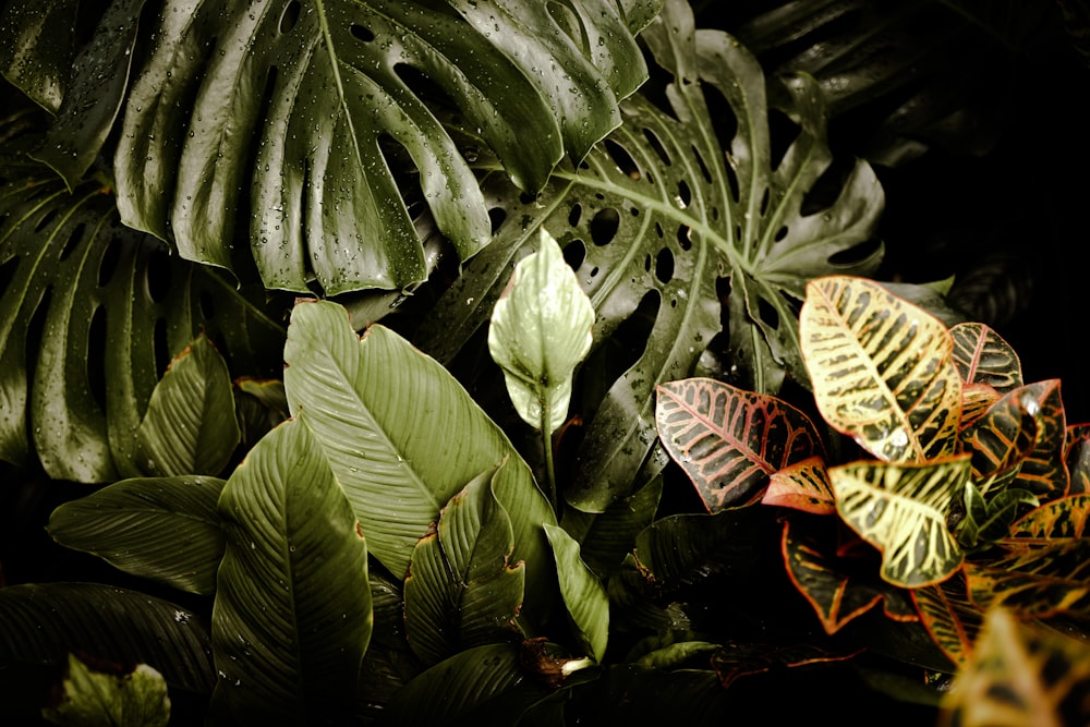 a close up of a bunch of leaves on a plant