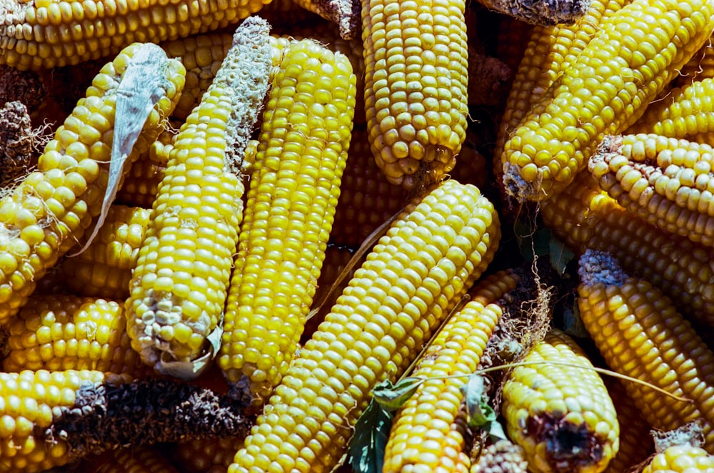 a pile of corn on the cob covered in dirt