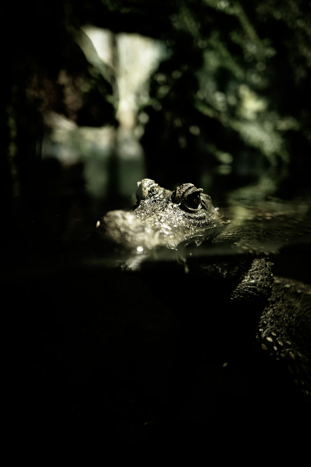 a large alligator swimming in a body of water