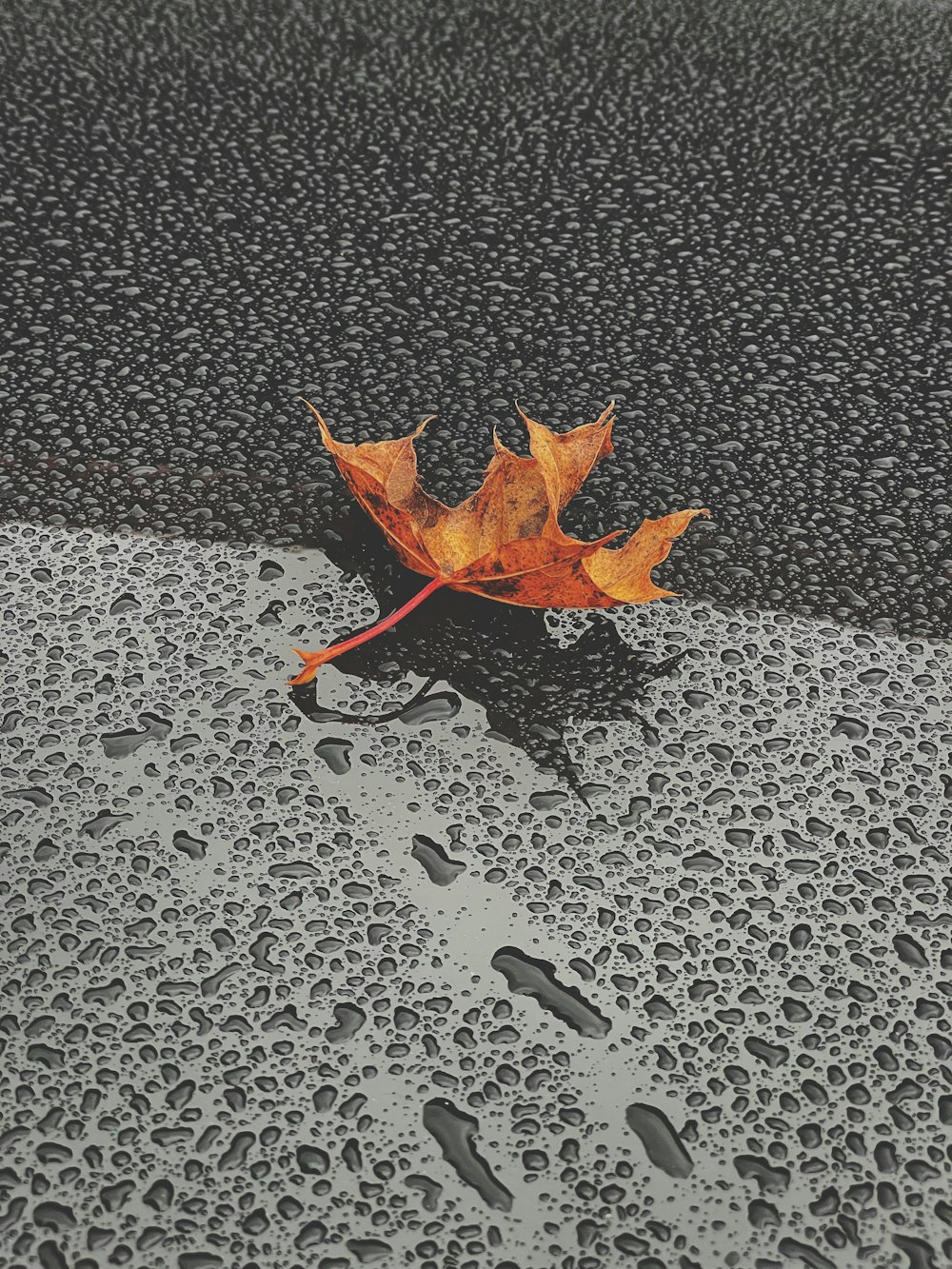 a single leaf sitting on top of a wet surface