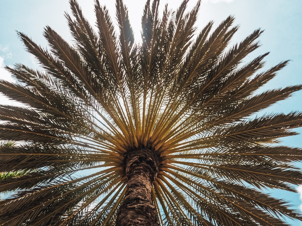 the top of a palm tree with a blue sky in the background