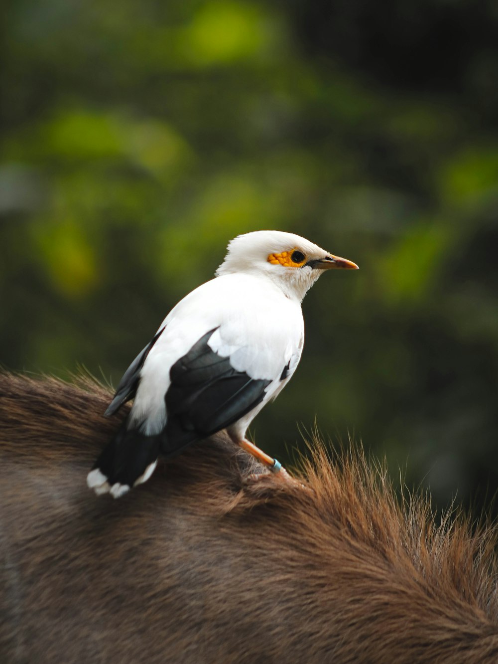 un oiseau assis sur le dos d’un cheval