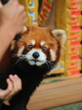 A red panda with a reddish-brown and white face looks toward the camera, surrounded by a colorful, ornate background. A person's hand is visible in the foreground, as if to draw the animal's attention.