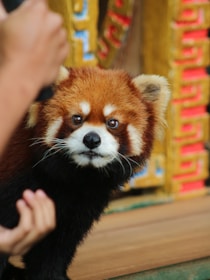 A red panda with a reddish-brown and white face looks toward the camera, surrounded by a colorful, ornate background. A person's hand is visible in the foreground, as if to draw the animal's attention.