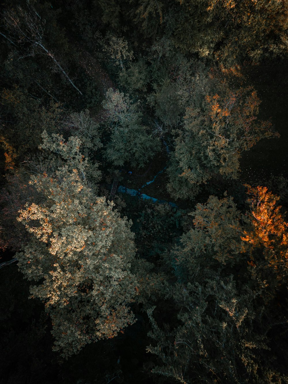 an aerial view of a forest at night