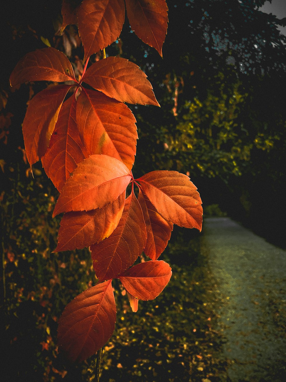 a leafy tree with a path in the background