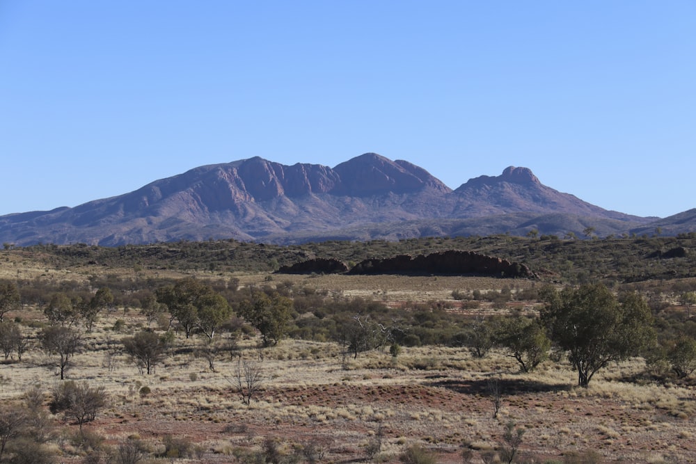 a mountain range in the distance with trees in the foreground