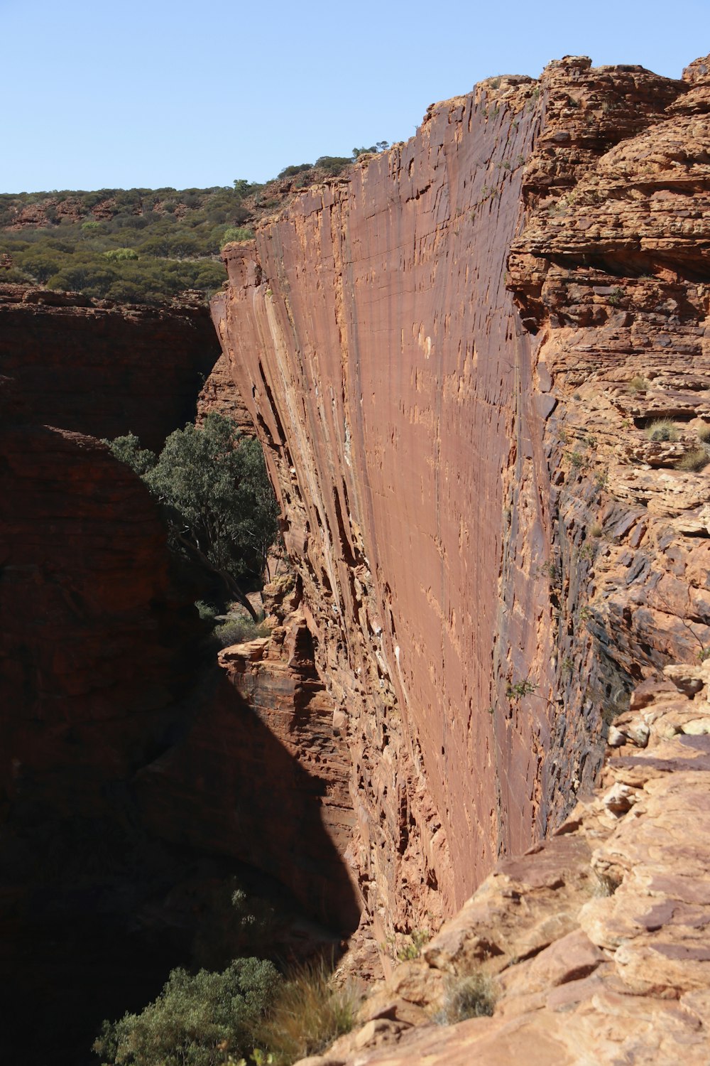 une très haute falaise avec quelques arbres qui en sortent