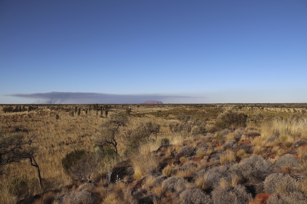 a field with dry grass and trees in the distance