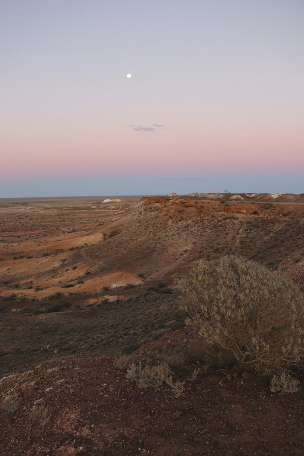 a desert landscape with a lone plant in the foreground