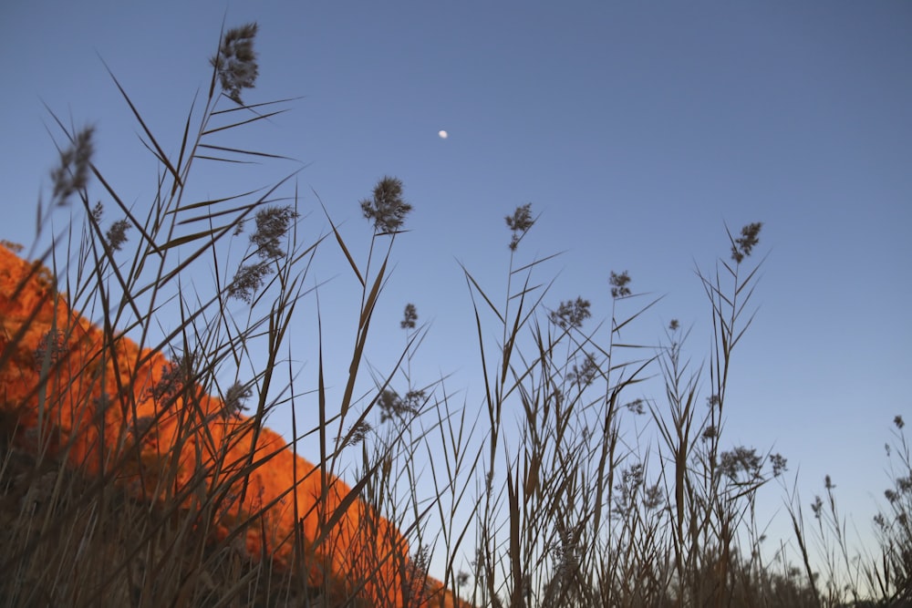 a field with tall grass and a half moon in the sky