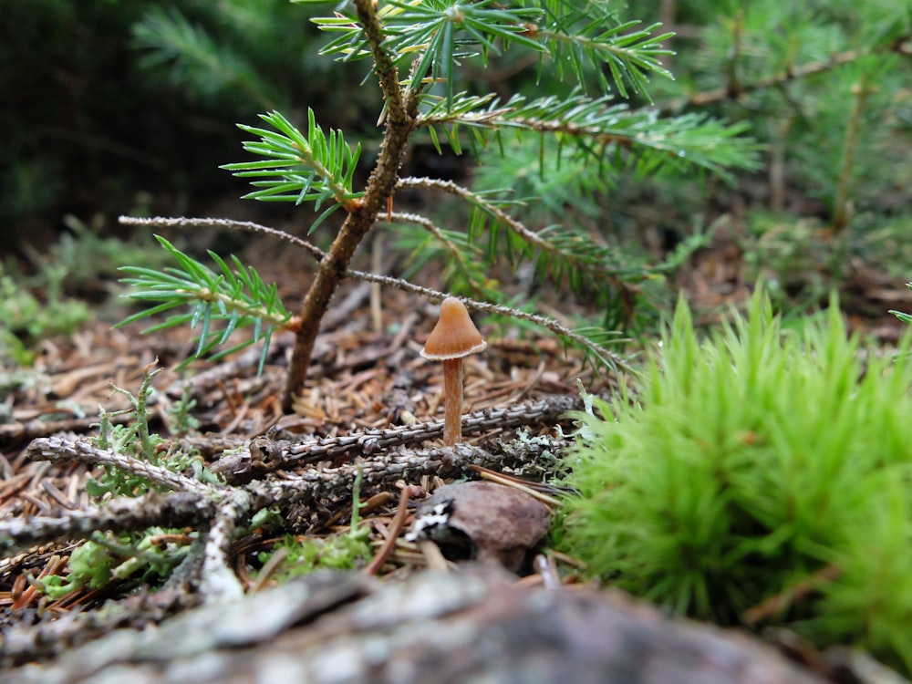 ein kleiner Pilz, der auf einem Waldboden sitzt