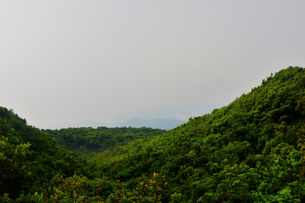 a view of a forested area with mountains in the distance