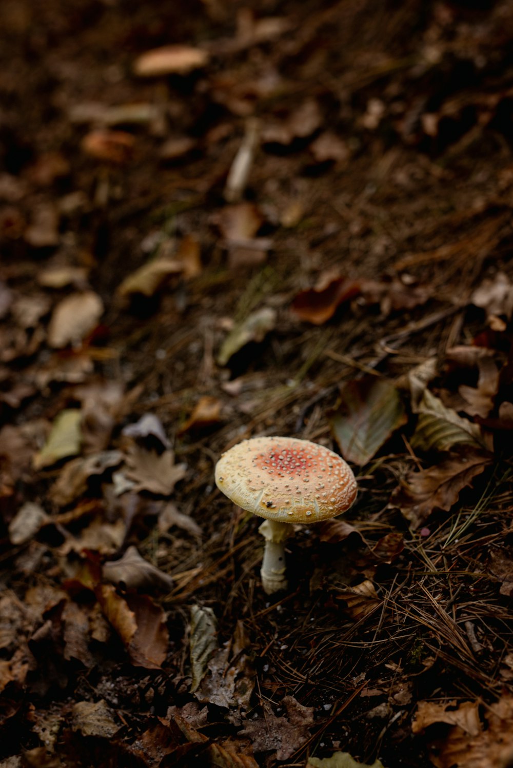 a small white mushroom sitting on the ground