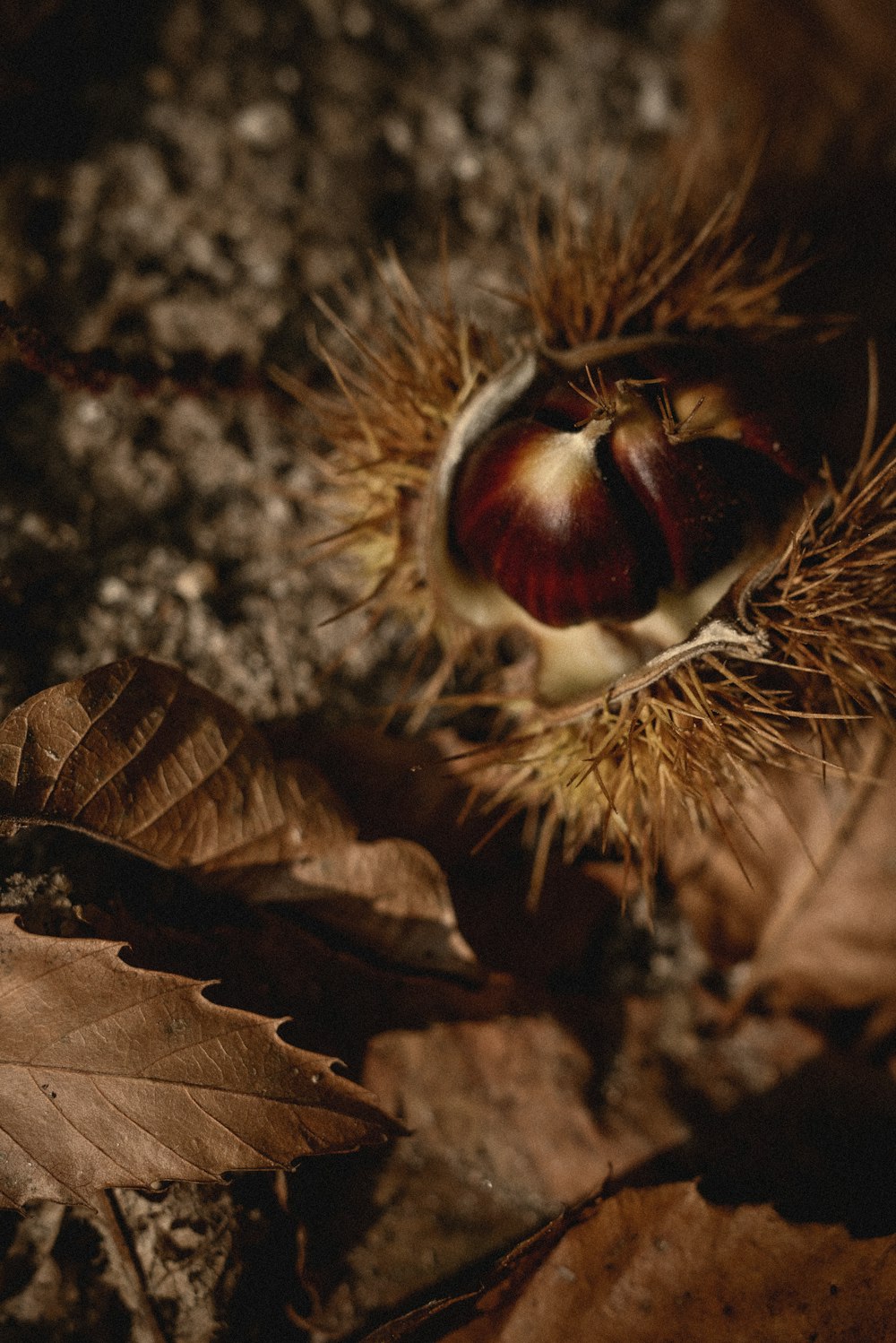 a close up of a nut on the ground