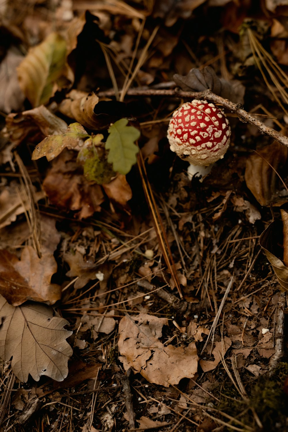 a small red and white mushroom on the ground