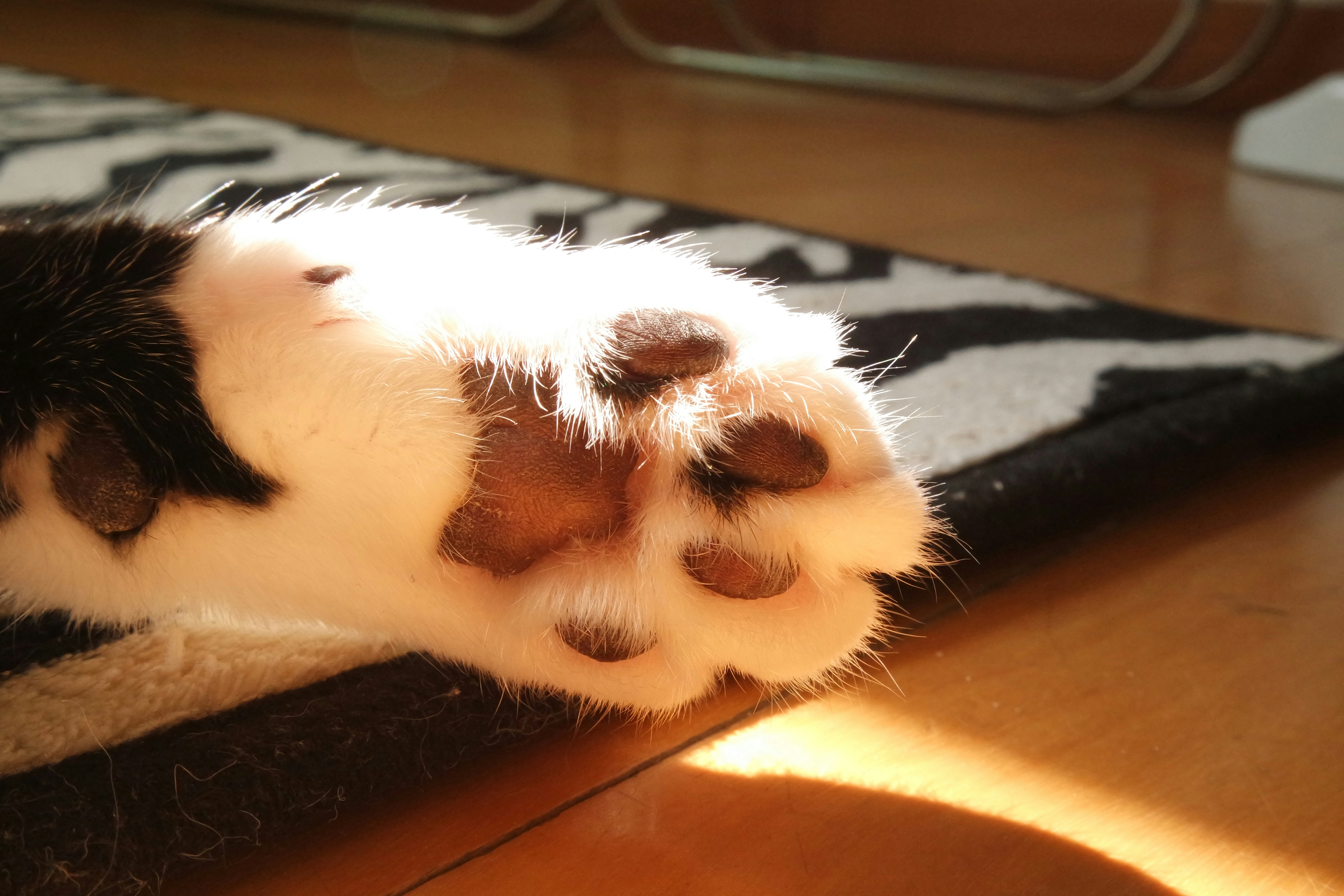 The Velvet Paw Advantage (image credits: unsplash)