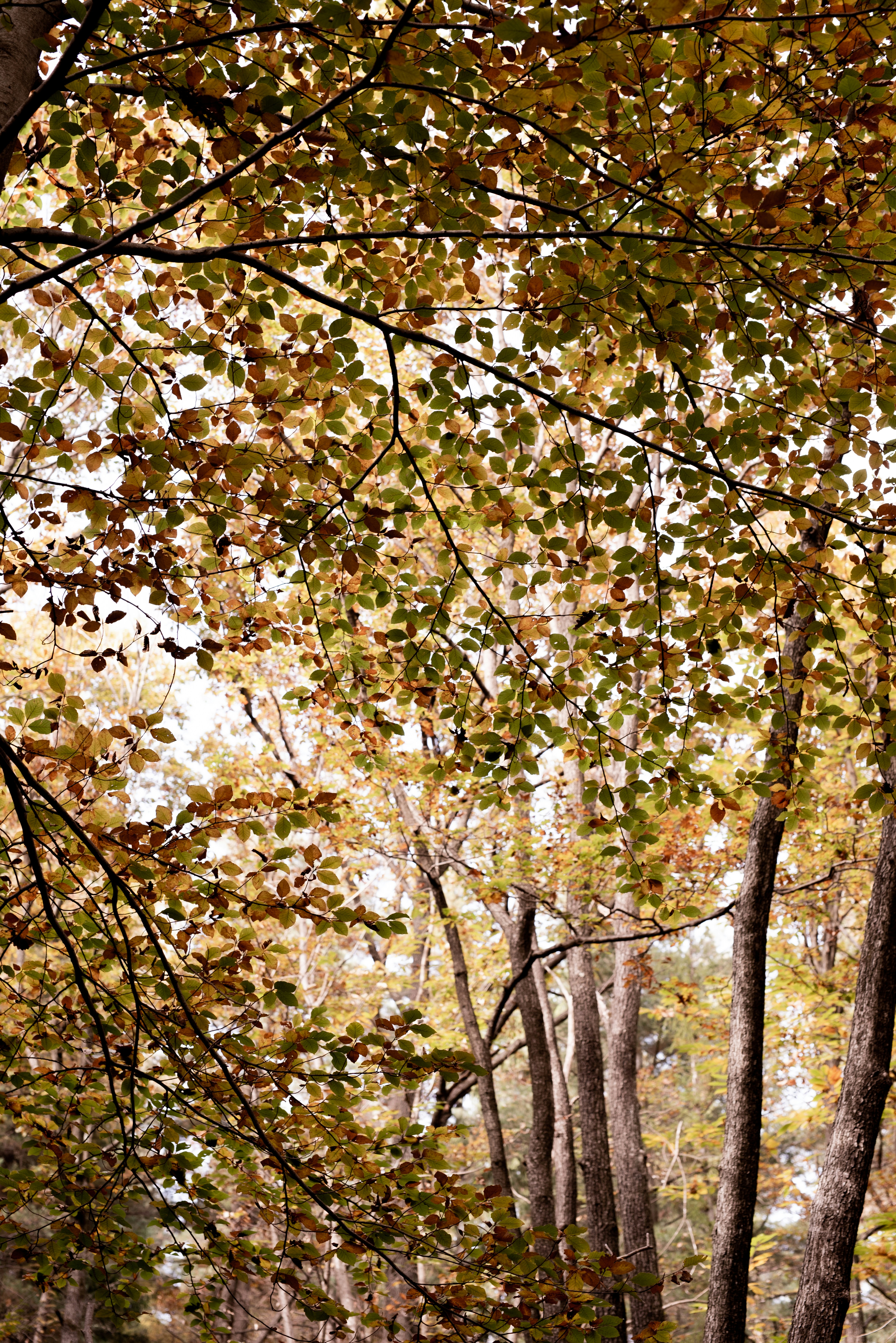 Photo by lauraadaiphoto