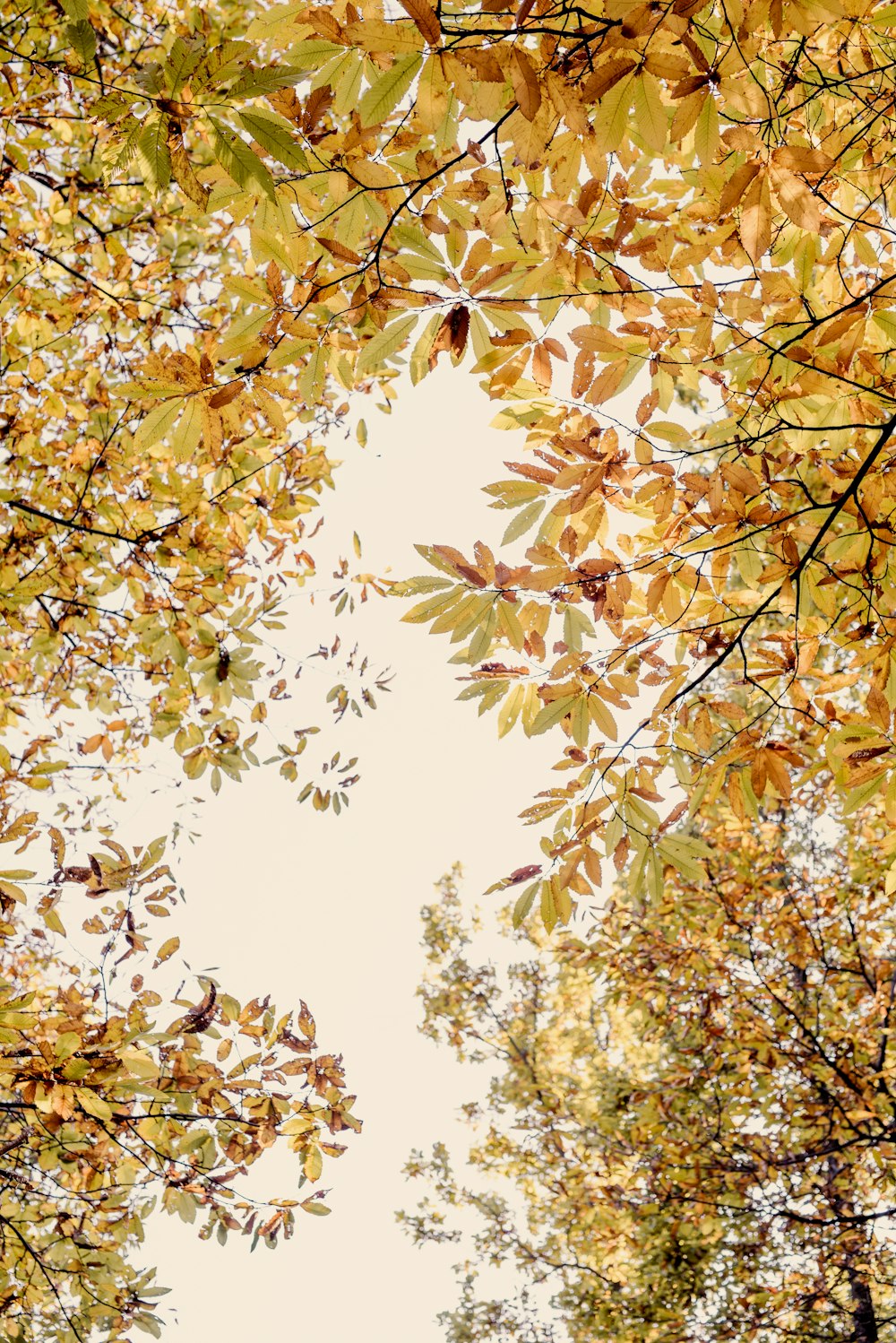 a group of trees with yellow leaves on them