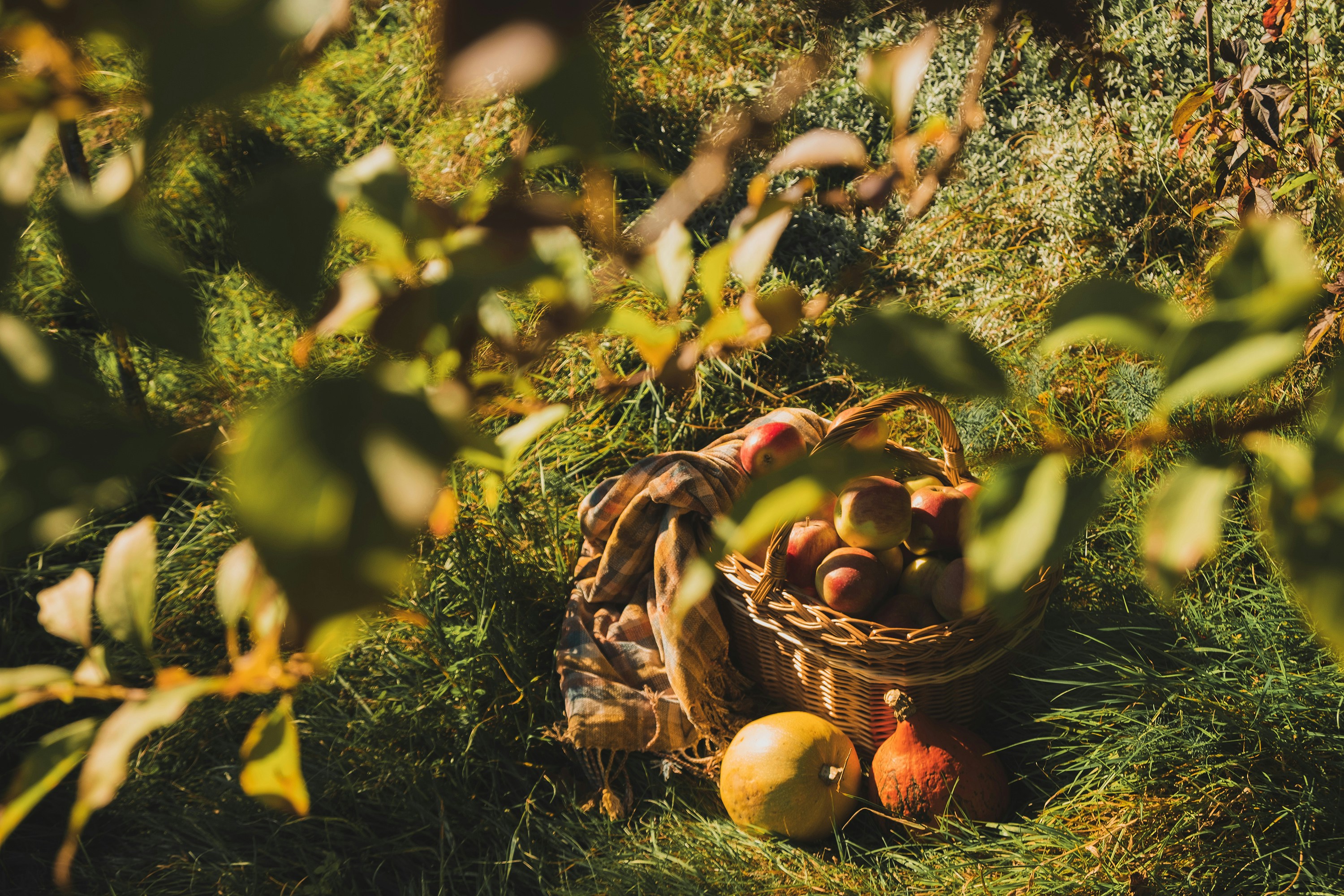 a basket full of apples sitting in the grass