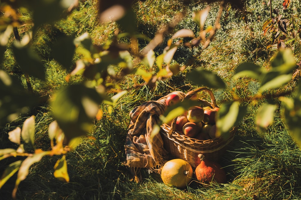 a basket full of apples sitting in the grass