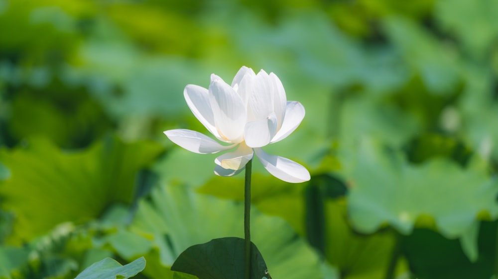 a white flower is in the middle of a green field