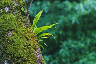 a green plant growing on the side of a tree