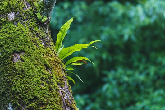 a green plant growing on the side of a tree