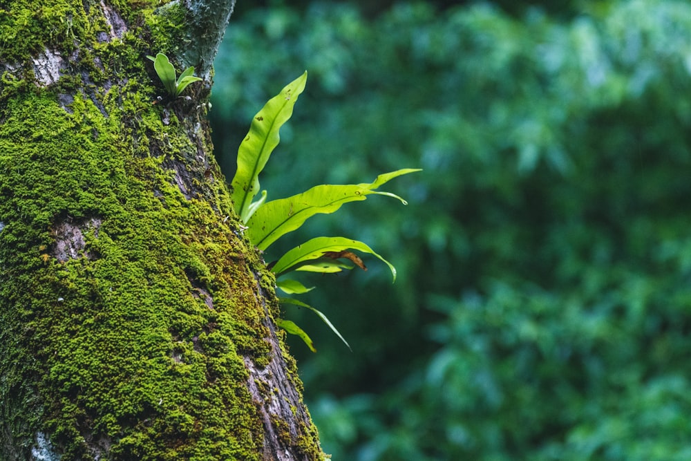 a green plant growing on the side of a tree