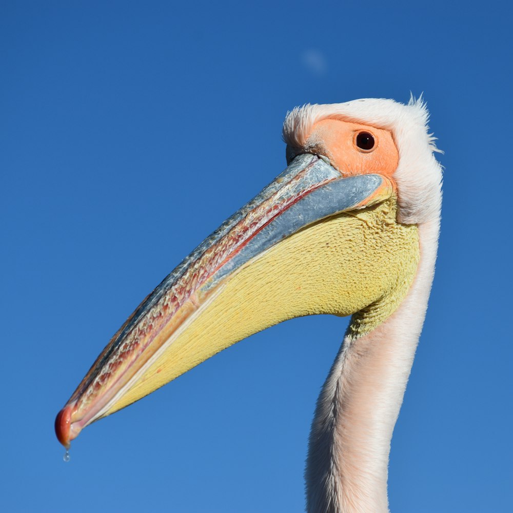 a close up of a bird with a sky background