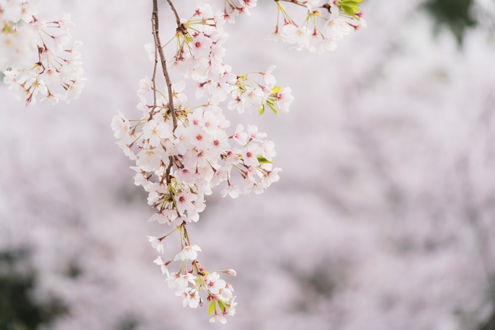 a branch of a cherry tree with white flowers